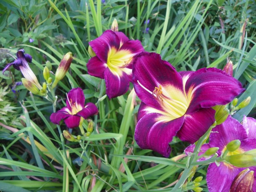 Night Beacon - Hemerocallis 2017