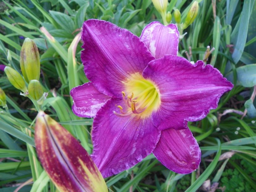 Silent Sentry - Hemerocallis 2017