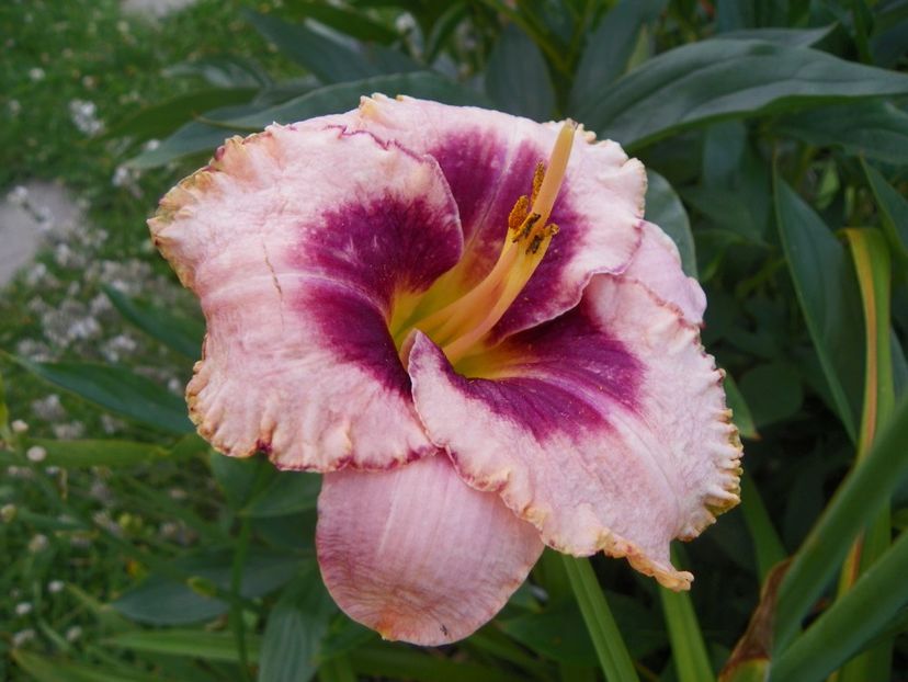 Daring Deception - Hemerocallis 2017