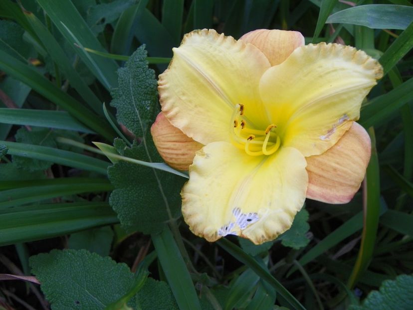 Unique Style - Hemerocallis 2017