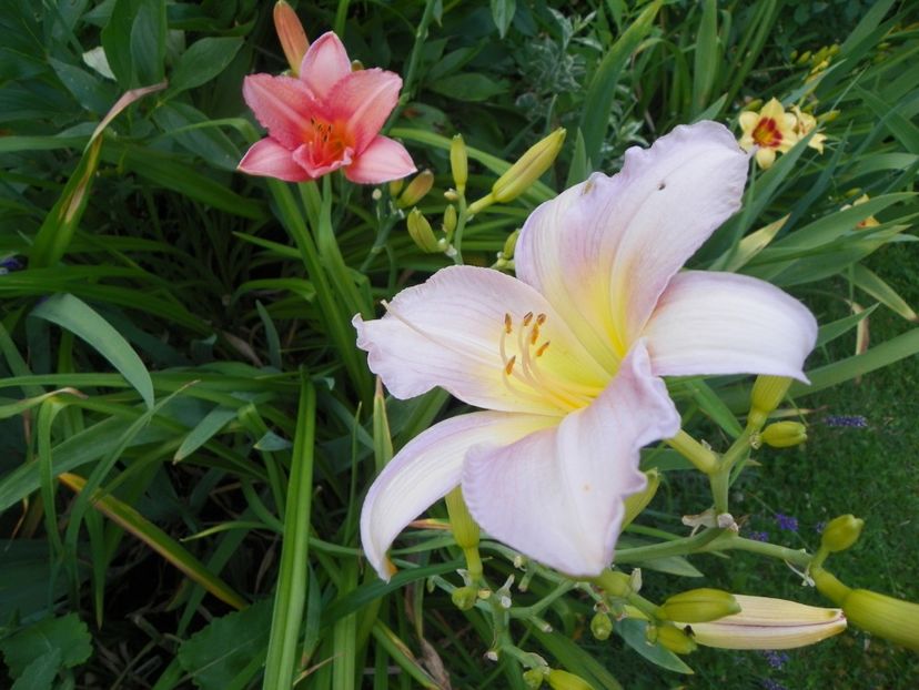 Catherine Woodbury si Elaine Strutt - Hemerocallis 2017