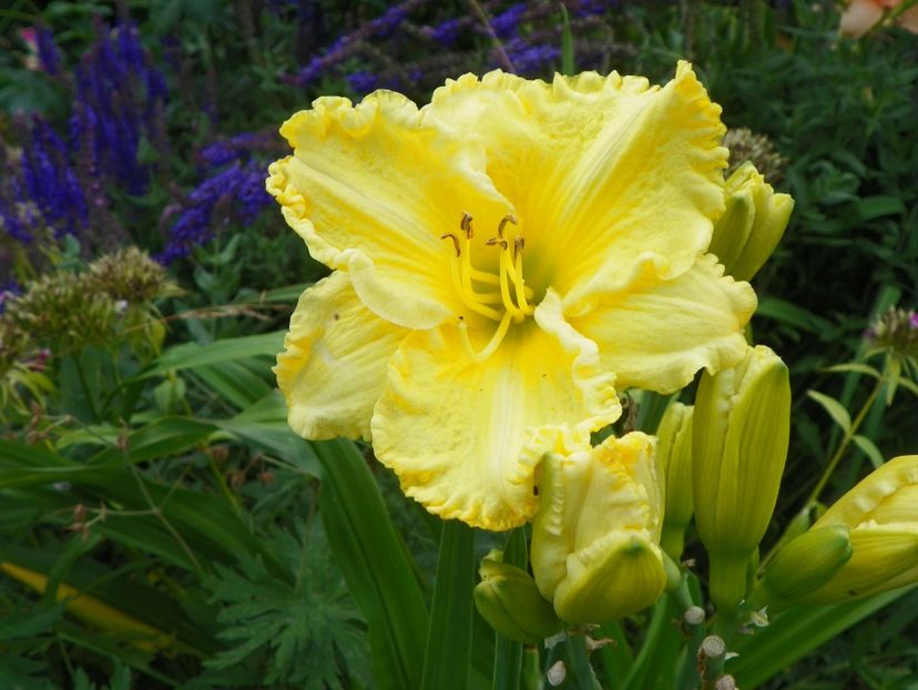Hello Sunshine - Hemerocallis 2017