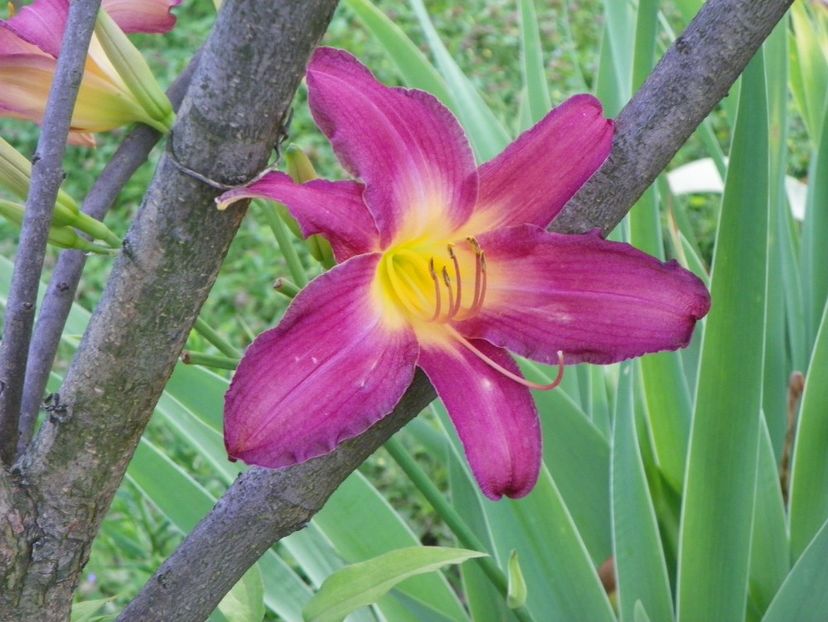 Summer Wine - Hemerocallis 2017