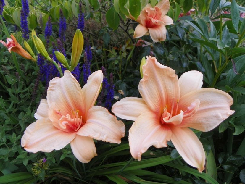 Double Dream - Hemerocallis 2017