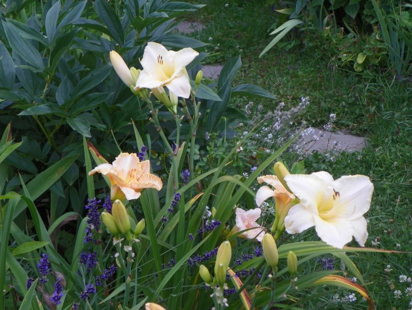 Arctic Snow si Wisest of Wizards - Hemerocallis 2017