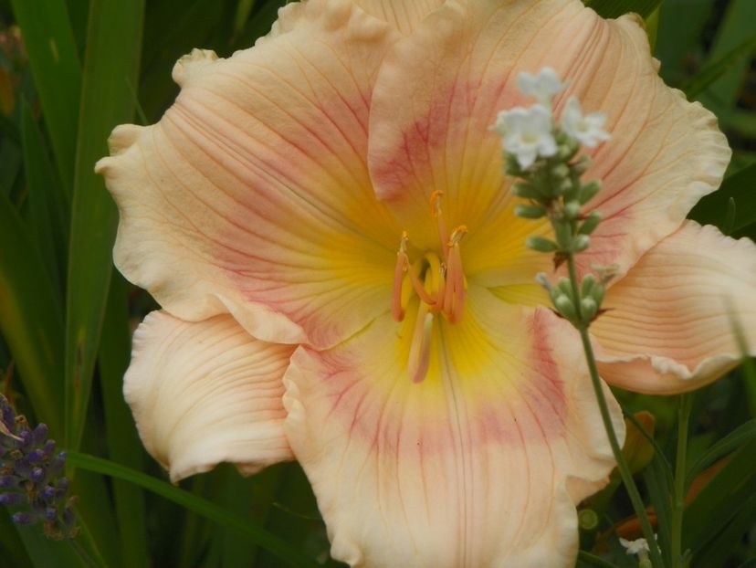 Rings of Time - Hemerocallis 2017
