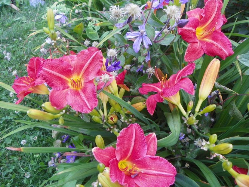 Chicago Royal Robe - Hemerocallis 2017