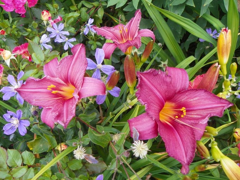 Chicago Royal Robe - Hemerocallis 2017