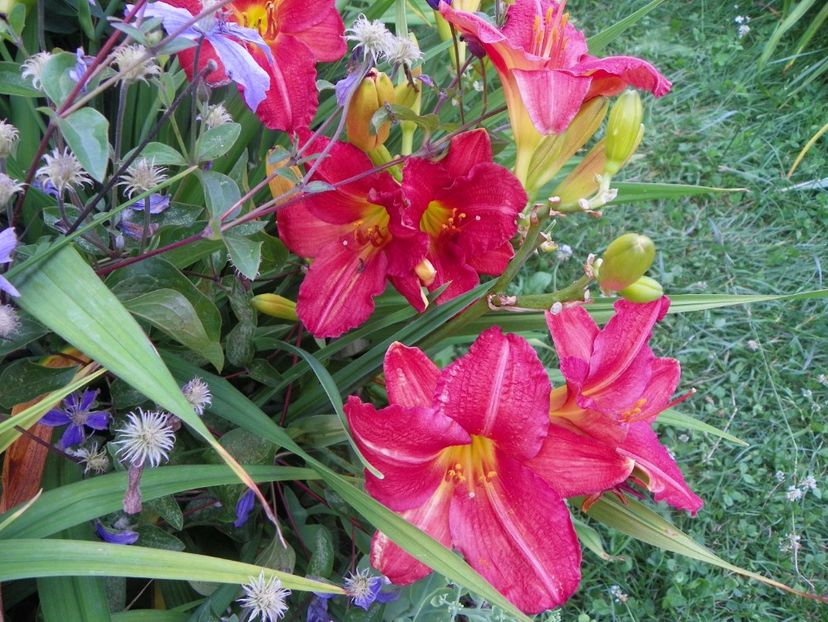 Chicago Royal Robe - Hemerocallis 2017