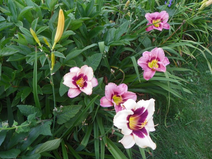 Moonlit Masquerade, Always Afternoon si Orchid Candy - Hemerocallis 2017