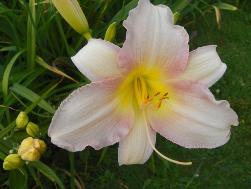 Caherine Woodbury - Hemerocallis 2017