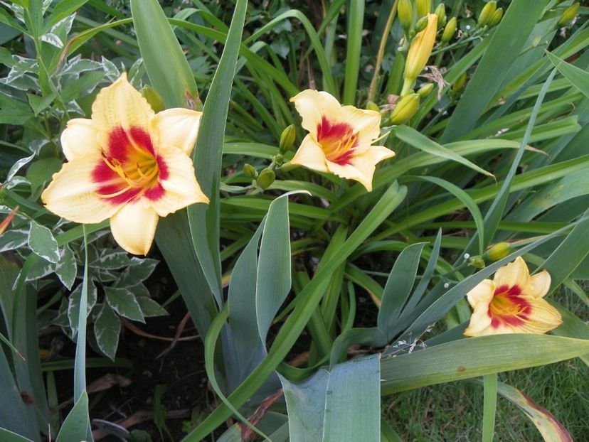 Littel Cadet - Hemerocallis 2017