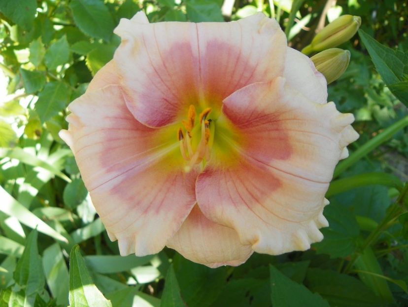 Janice Brown - Hemerocallis 2017