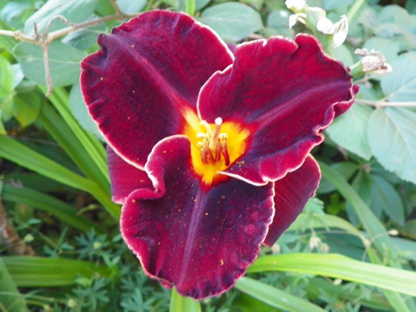 Diamant Noir - Hemerocallis 2017