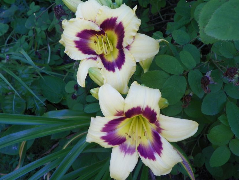 El Desperado - Hemerocallis 2017