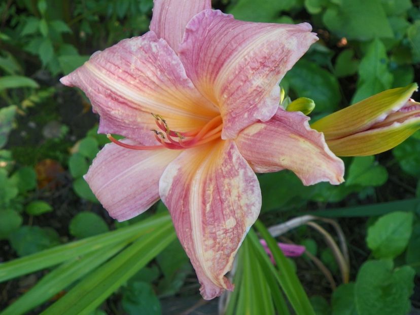 Christmas Candles - Hemerocallis 2017