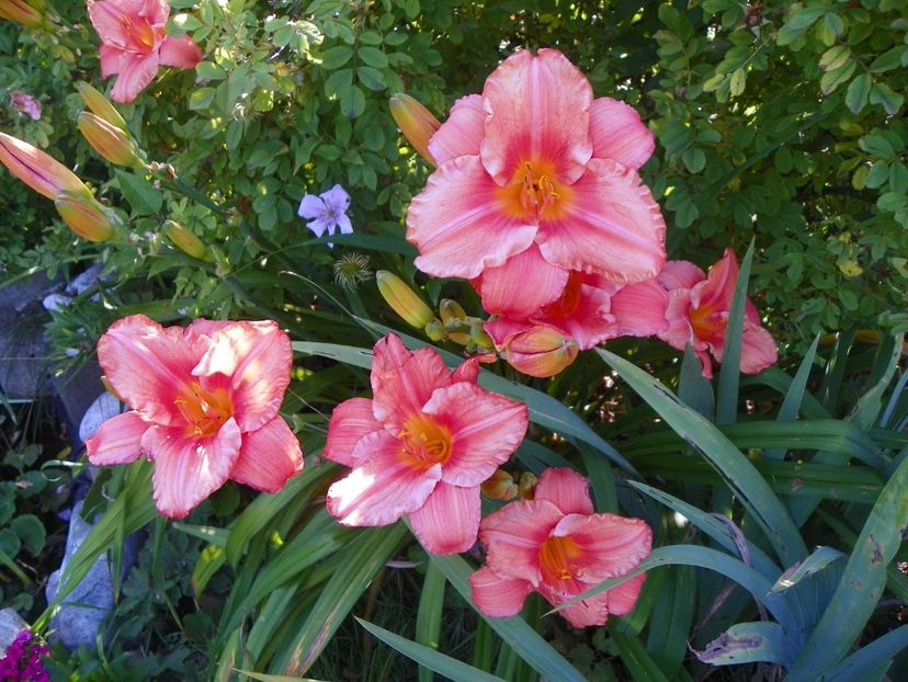 South Seas - Hemerocallis 2017