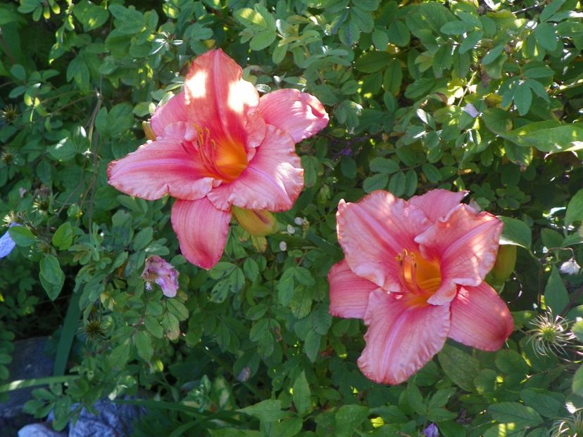 South Seas - Hemerocallis 2017