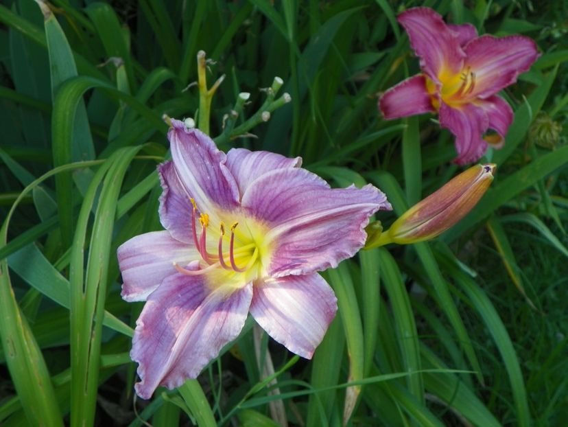 Blue Eyes si Siloam Royal Prince - Hemerocallis 2017