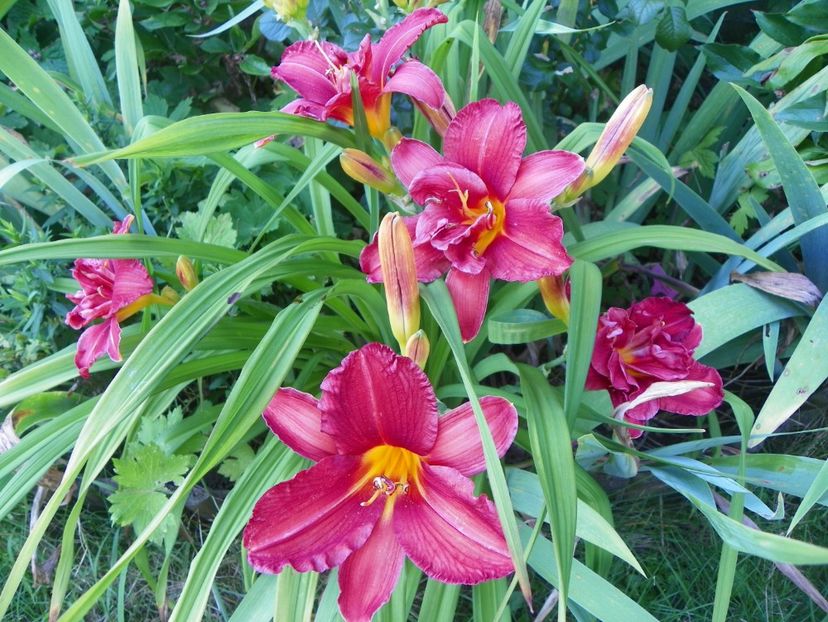 Double Firecracker - Hemerocallis 2017