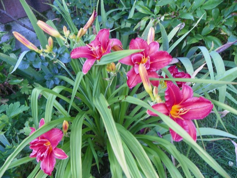 Double Firecracker - Hemerocallis 2017