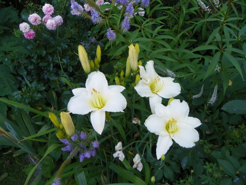 Heidi Edelweiss - Hemerocallis 2017