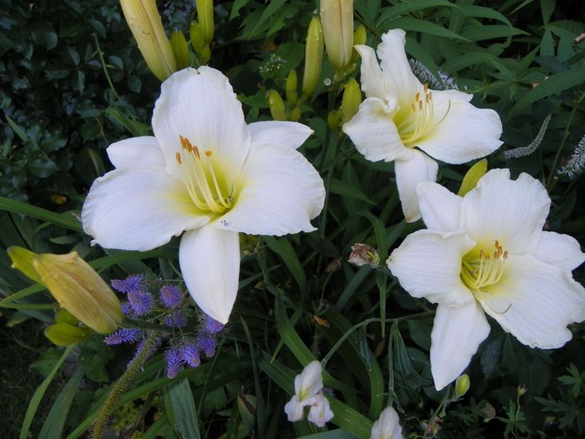 Heidi Edelweiss - Hemerocallis 2017