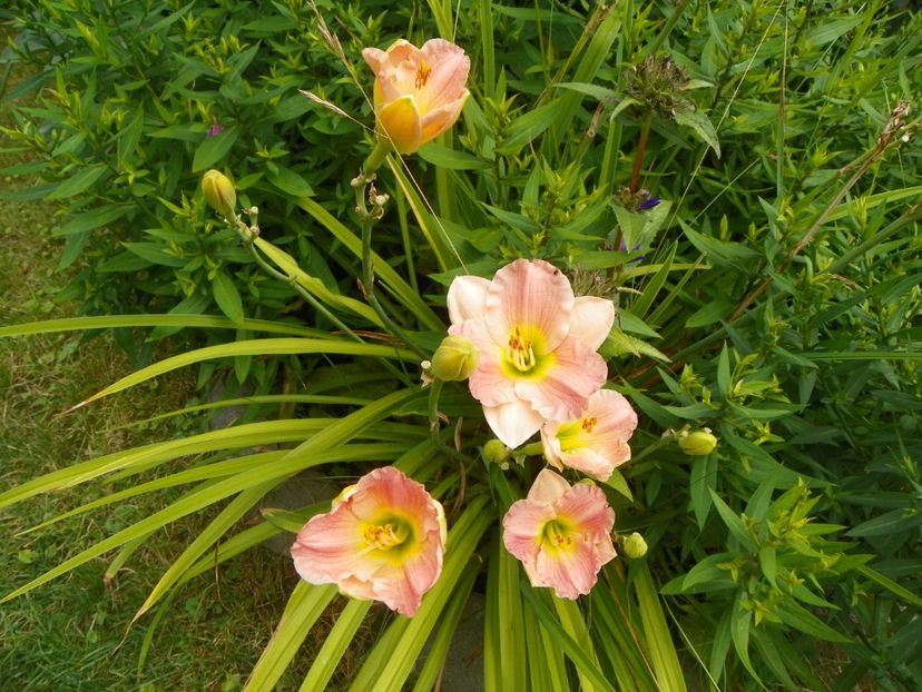 Pink Puff - Hemerocallis 2017