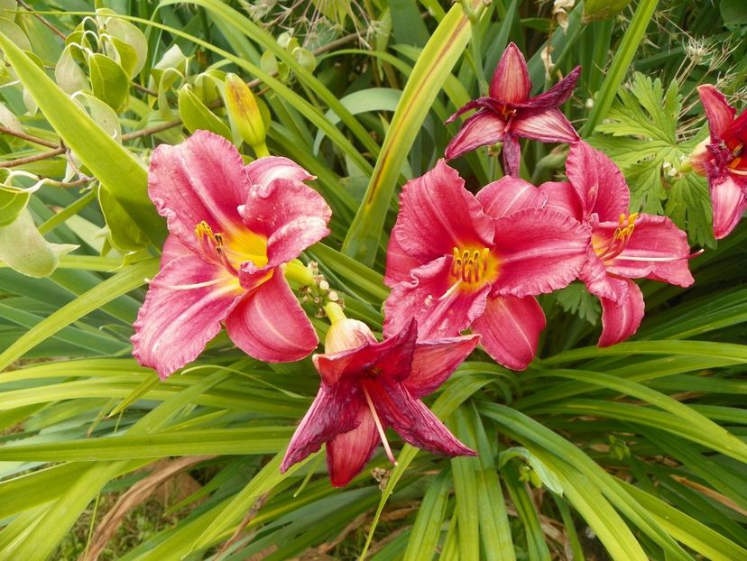 Rosy Returns - Hemerocallis 2017
