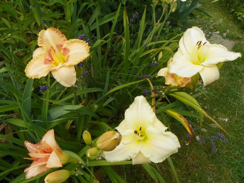 Arctic Snow si Wisest of Wizards - Hemerocallis 2017