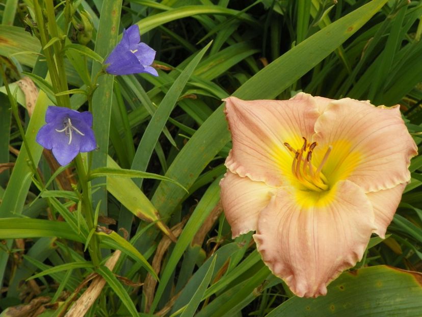 Cancun - Hemerocallis 2017