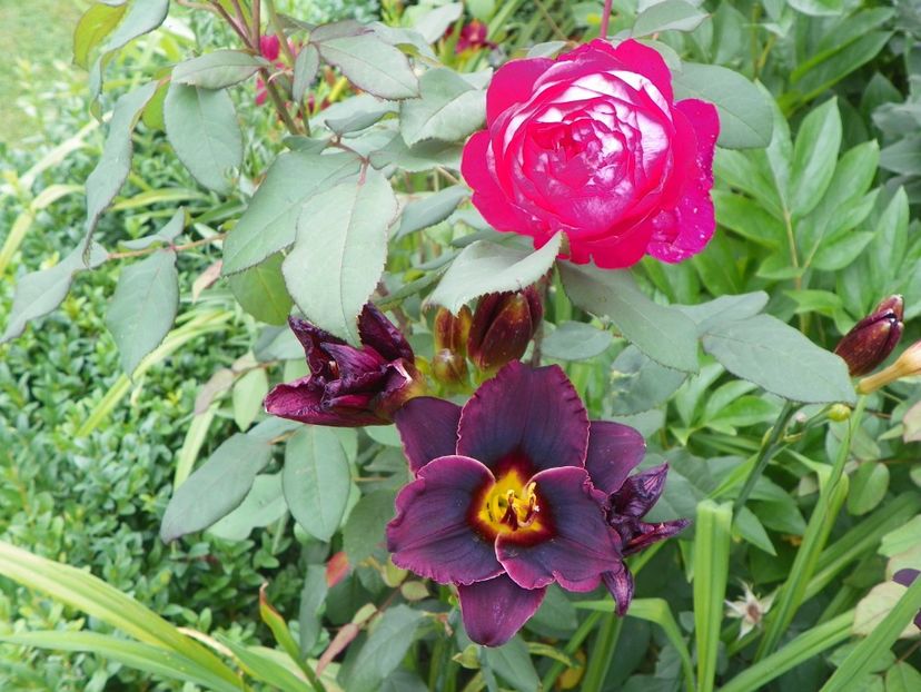 Vesuvian Blackout - Hemerocallis 2017