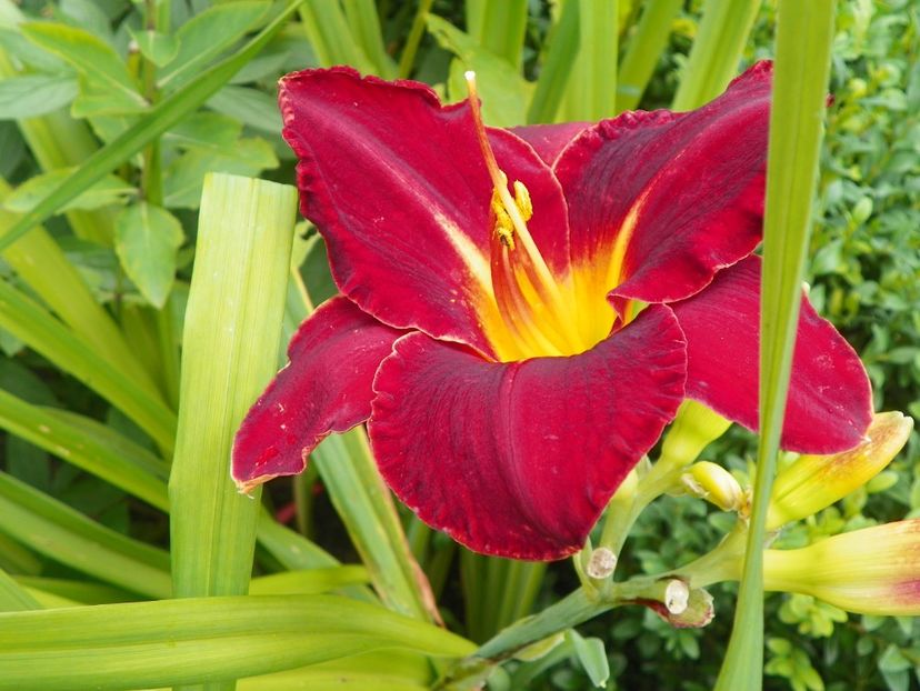 Angus McLeod - Hemerocallis 2017