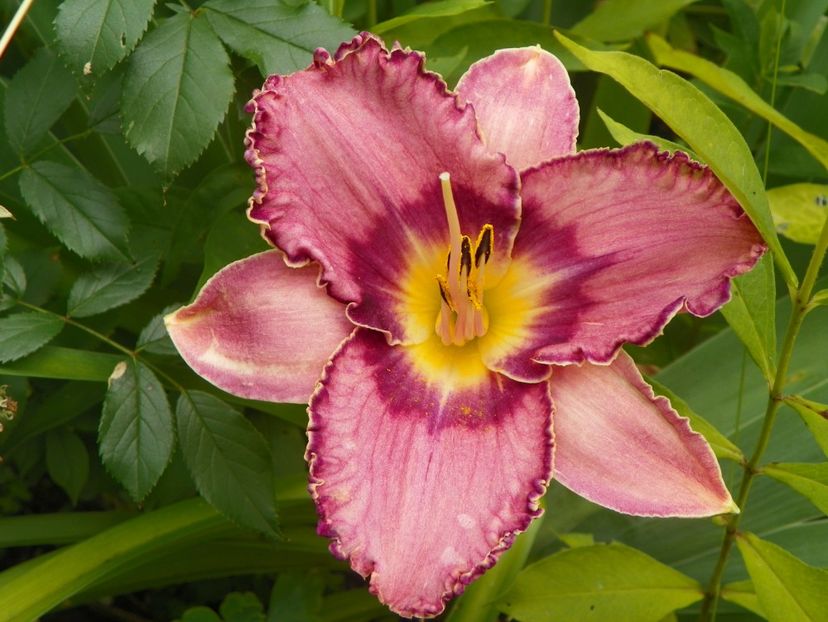 Competitive Edge - Hemerocallis 2017