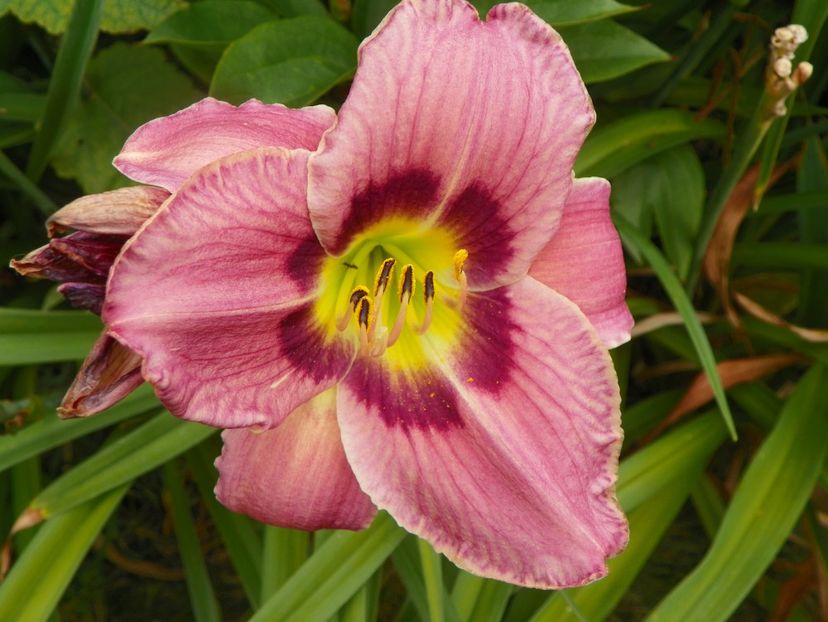 Always Afternoon - Hemerocallis 2017