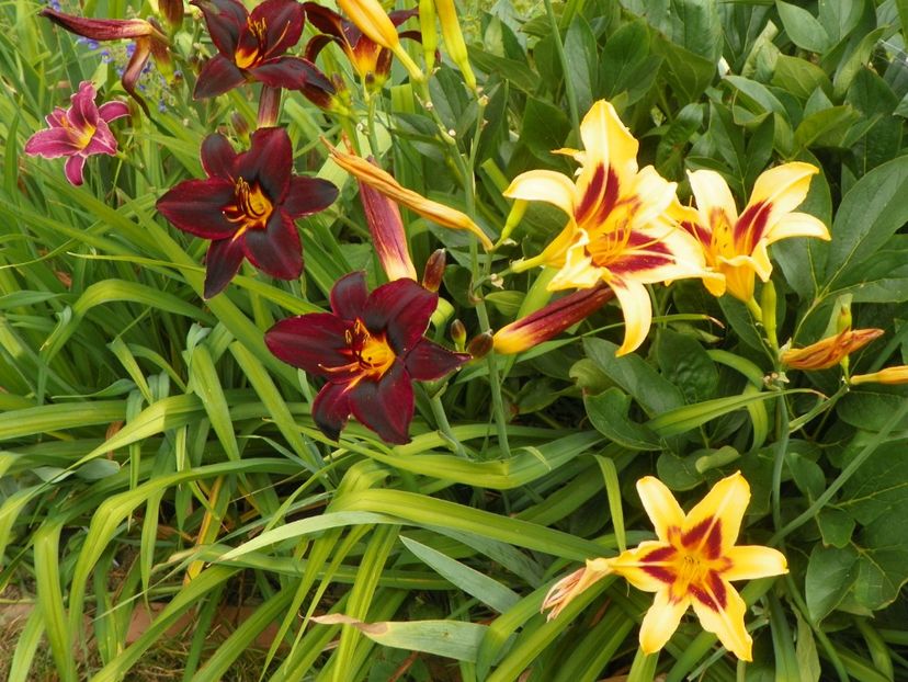 Starling si Bonanza - Hemerocallis 2017