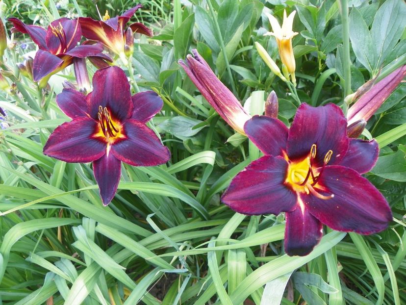 Starling - Hemerocallis 2017