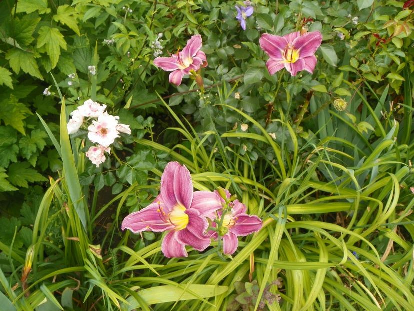 Blue Eyes - Hemerocallis 2017