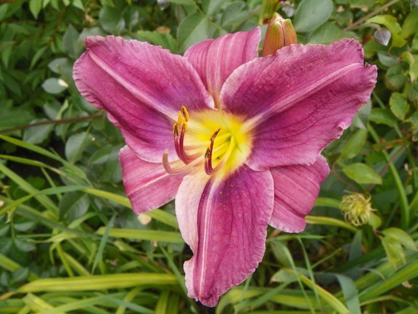 Blue Eyes - Hemerocallis 2017