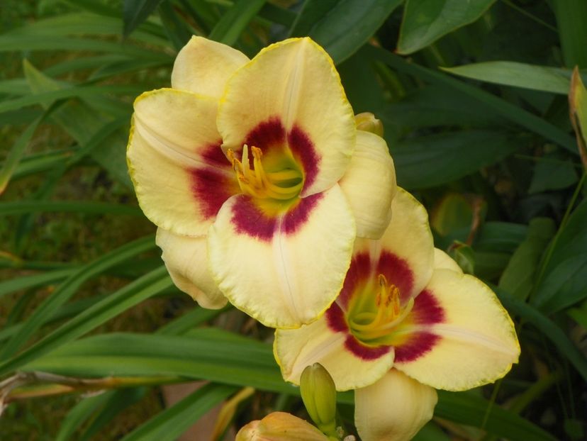 Custard Candy - Hemerocallis 2017