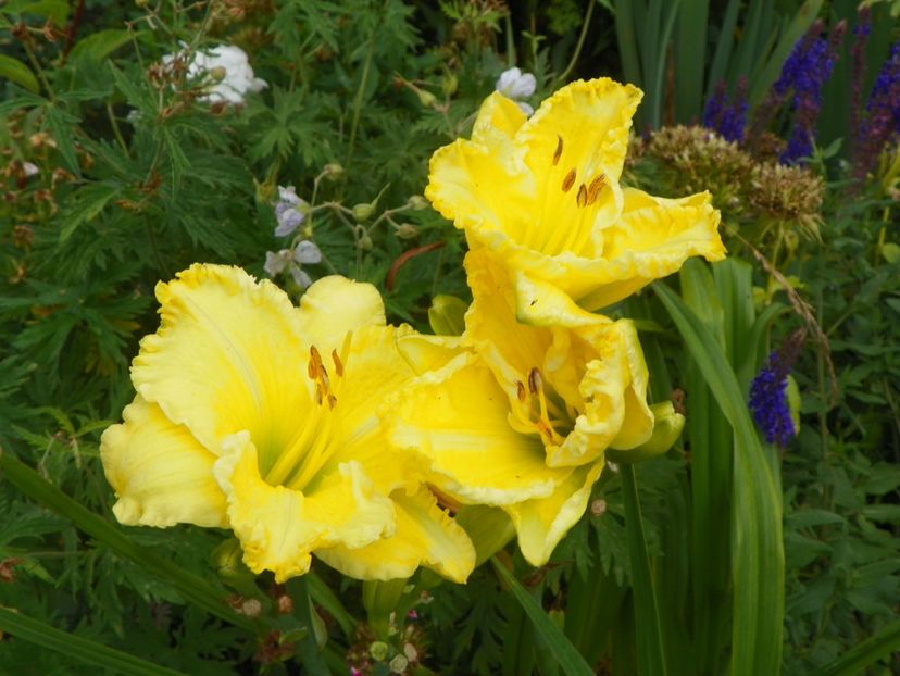 Hello Sunshine - Hemerocallis 2017