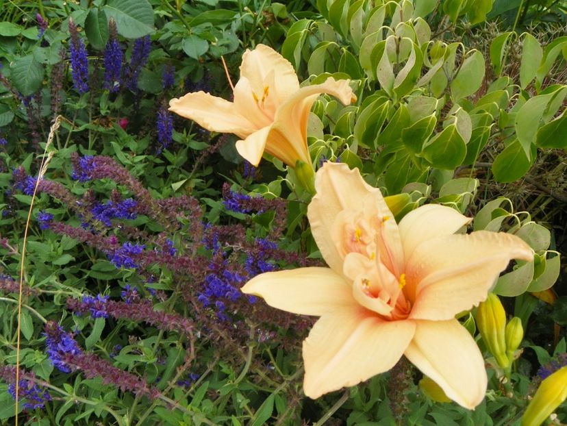 Double Dream - Hemerocallis 2017