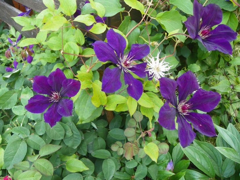 Gipsy Queen - Clematite 2017