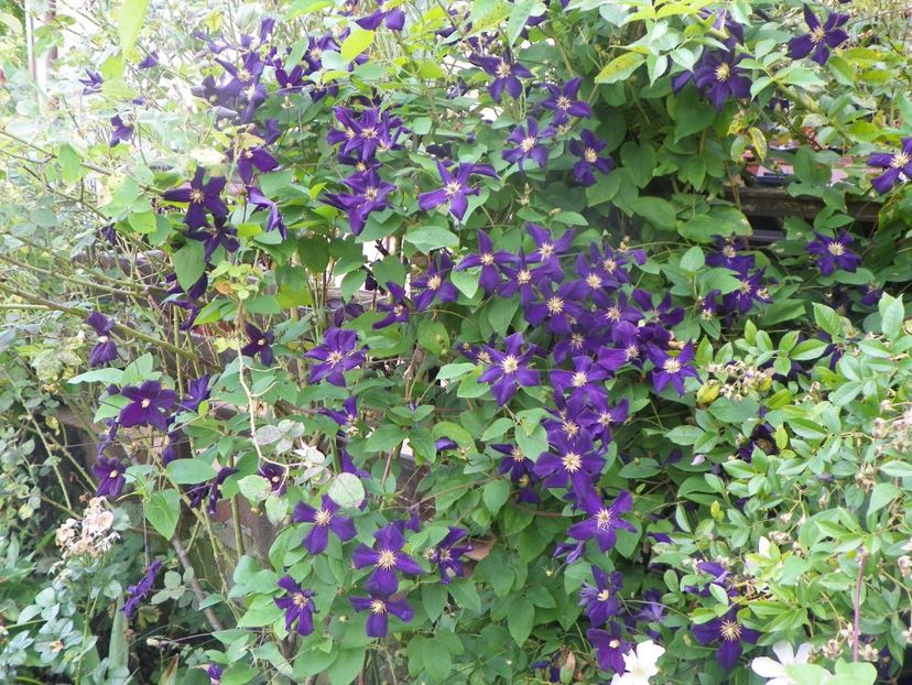 Romantika - Clematite 2017