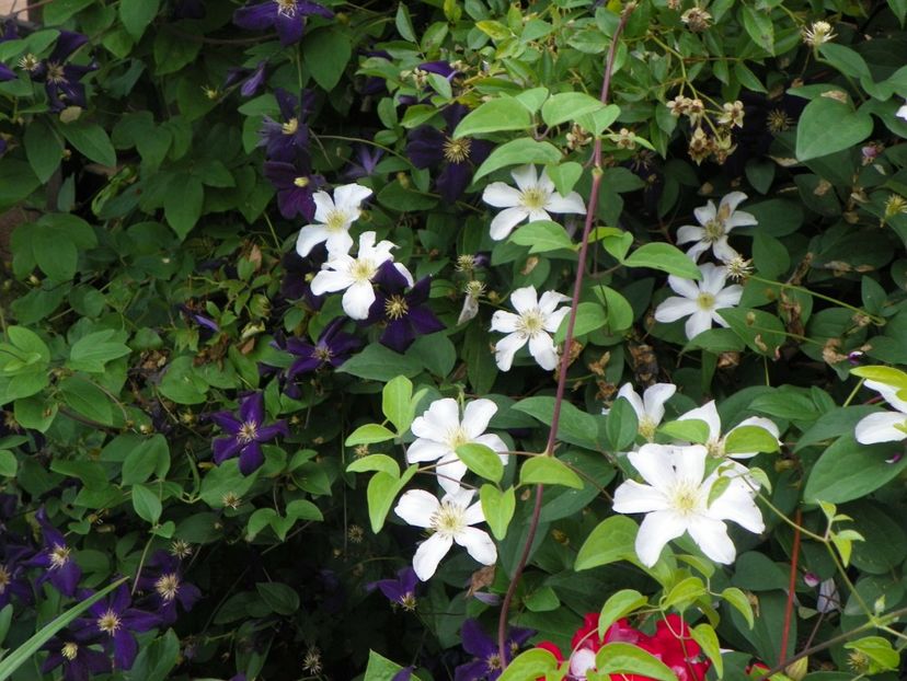 Romantika si Huldine - Clematite 2017