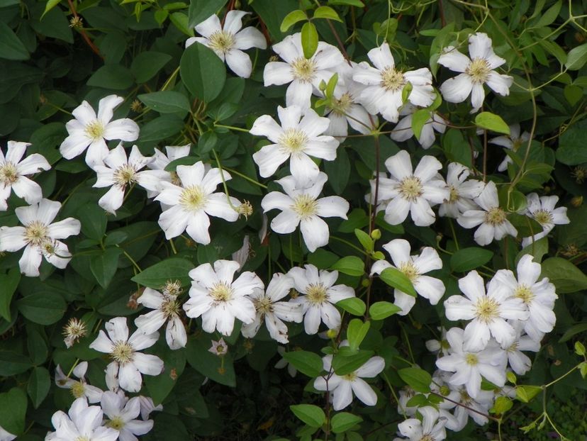 Huldine - Clematite 2017