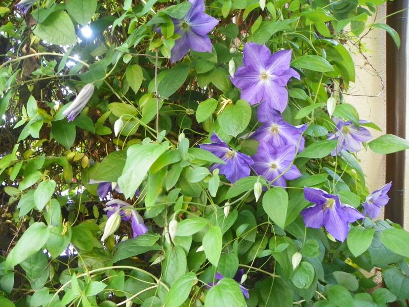 Jackmanii - Clematite 2017