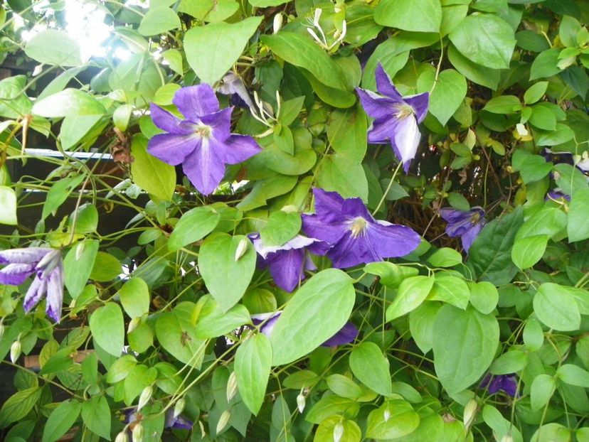 Jackmanii - Clematite 2017