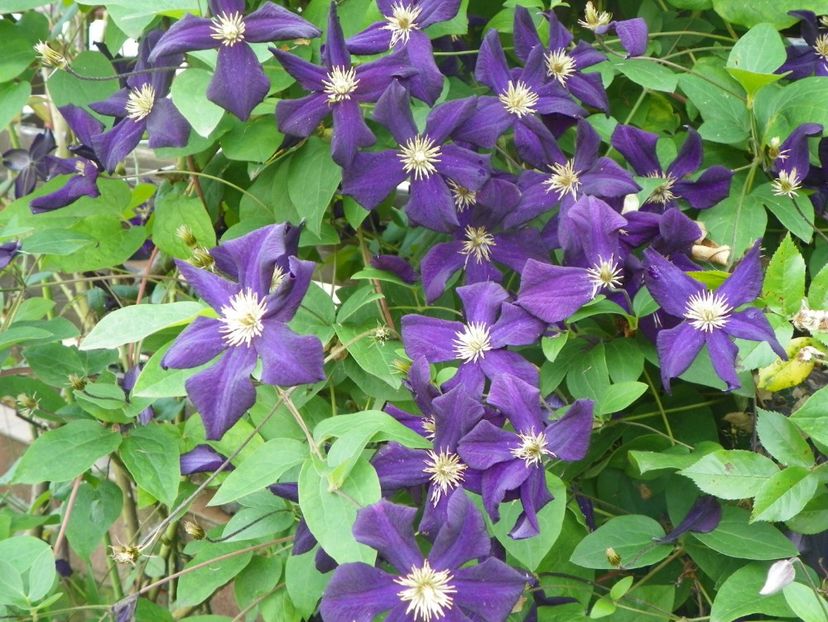 Romantika - Clematite 2017