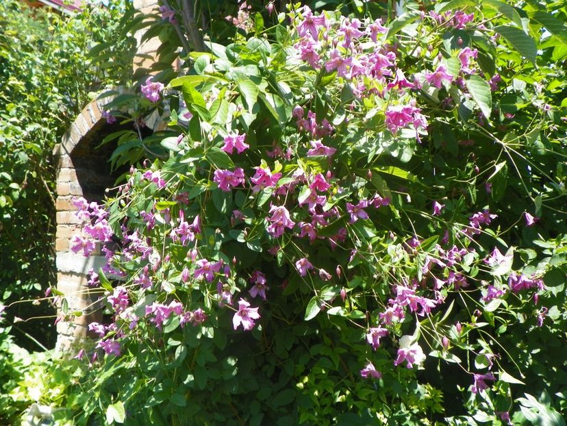 Heather Herschell - Clematite 2017